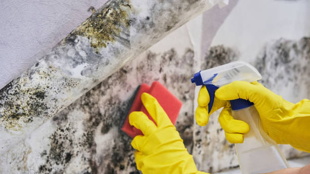 Best Biohazard Mold Removal  in Eufaula, AL